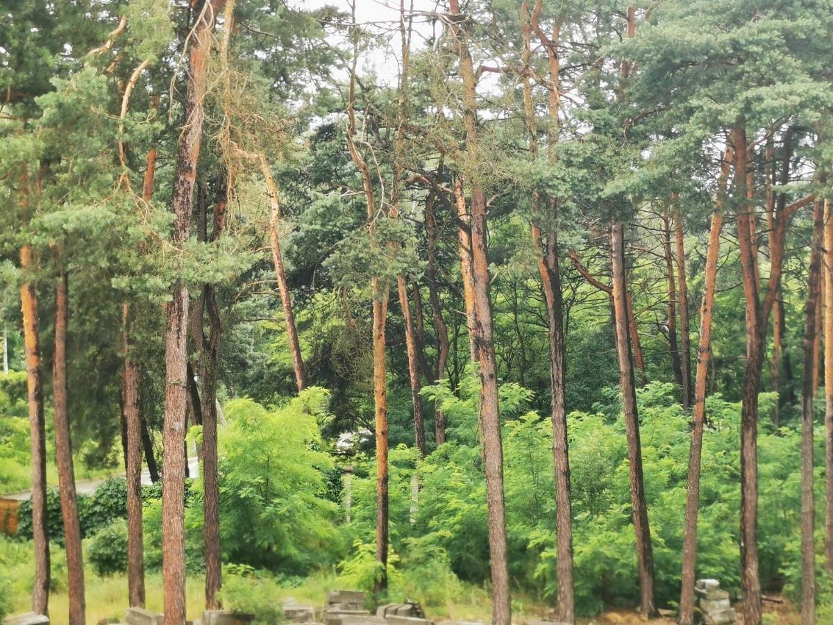 Lesny Nad Zalewem No. 2 *